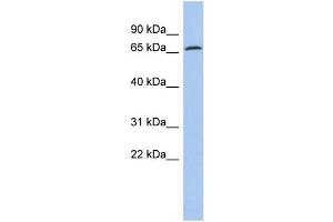 WB Suggested Anti-PDIA4 Antibody Titration:  0. (PDIA4 抗体  (N-Term))