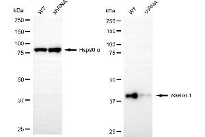Western blotting analysis using ASRGL1 antibody (ABIN7797661). (ASRGL1 抗体)