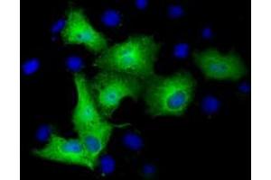 Anti-TUBA3E mouse monoclonal antibody (ABIN2453754) immunofluorescent staining of COS7 cells transiently transfected by pCMV6-ENTRY TUBA3E (RC209279). (TUBA3E 抗体)