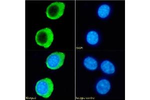 Immunofluorescence staining of fixed RAW264. (Recombinant HVEM 抗体)