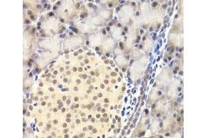 Immunohistochemistry of paraffin-embedded Rat pancreas using PAWR Polyclonal Antibody at dilution of 1:200 (40x lens). (PAWR 抗体)