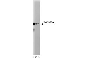 Western Blotting (WB) image for anti-CCCTC-Binding Factor (Zinc Finger Protein) (CTCF) (AA 184-290) antibody (ABIN968758) (CTCF 抗体  (AA 184-290))