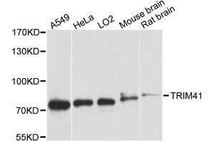 Western blot analysis of extracts of various cell lines, using TRIM41 antibody. (TRIM41 抗体)