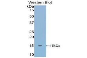 Western Blotting (WB) image for anti-Transforming Growth Factor, beta 1 (TGFB1) (AA 279-390) antibody (ABIN3209253) (TGFB1 抗体  (AA 279-390))