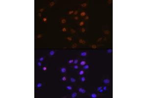 Immunofluorescence analysis of NIH-3T3 cells using Phospholipid Phospholipid Scramblase 1 (PLSCR1) (PLSCR1) Rabbit mAb (ABIN7269354) at dilution of 1:100 (40x lens). (PLSCR1 抗体)