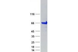 Western Blotting (WB) image for Protein tyrosine Phosphatase, Receptor Type, E (PTPRE) (Transcript Variant 2) protein (Myc-DYKDDDDK Tag) (ABIN2730145)