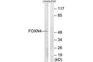 Western blot analysis of extracts from LOVO cells, using FOXN4 Antibody. (FOXN4 抗体  (AA 411-460))