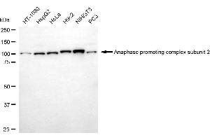 Western blotting analysis using anaphase promoting complex subunit 2 antibody (ABIN7797597). (ANAPC2 抗体)