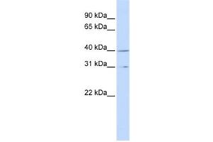 Western Blotting (WB) image for anti-Cyclin H (CCNH) antibody (ABIN2460141) (Cyclin H 抗体)