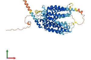 Protein Structure (PS) image for Major Facilitator Superfamily Domain Containing 2A (MFSD2A) (AA 1-534) protein (His tag) (ABIN7564999)