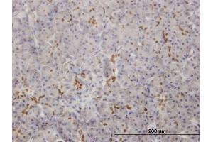 Immunoperoxidase of monoclonal antibody to SOX9 on formalin-fixed paraffin-embedded human pancreas. (SOX9 抗体  (AA 400-509))