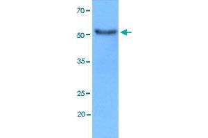 Western blot analysis of MCF7 cell lysate using HEXA monoclonal antibody, clone AT20F1  at 1:3000 dilution. (Hexosaminidase A 抗体  (AA 89-529))