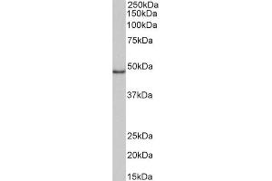 ABIN5539819 (1µg/ml) staining of Daudi lysate (35µg protein in RIPA buffer). (CD40 抗体  (Internal Region))