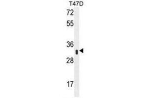 Western blot analysis of IFI35 Antibody (N-term) Cat. (IFI35 抗体  (N-Term))
