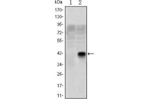 Western Blotting (WB) image for anti-Oligodendrocyte Lineage Transcription Factor 2 (OLIG2) antibody (ABIN1845900) (OLIG2 抗体)