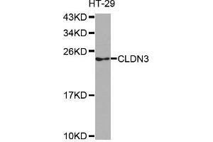 Western blot analysis of extracts of HT-29 cell line, using CLDN3 antibody. (Claudin 3 抗体)