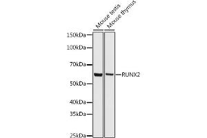 Western blot analysis of extracts of various cell lines, using RUNX2 antibody (ABIN7270117) at 1:500 dilution. (RUNX2 抗体)