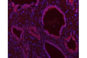 IF analysis of SCO1 using anti-SCO1 antibody (ABIN7600609).