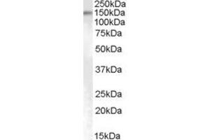 Western Blotting (WB) image for anti-SUMO1/sentrin Specific Protease 6 (SENP6) (AA 778-790) antibody (ABIN303910) (SENP6 抗体  (AA 778-790))