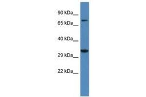Image no. 1 for anti-Calcium Channel, Voltage-Dependent, gamma Subunit 2 (CACNG2) (AA 129-178) antibody (ABIN6747315)