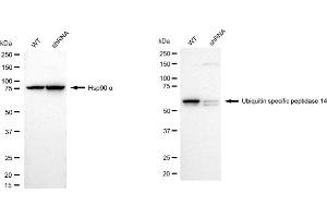 Western blotting analysis using Ubiquitin specific peptidase 14 antibody (ABIN7800727). (Recombinant USP14 抗体)