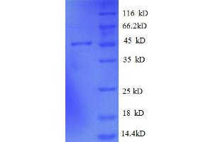 SDS-PAGE (SDS) image for ADP-Ribosylation Factor-Like 2 Binding Protein (ARL2BP) (AA 1-163), (full length) protein (GST tag) (ABIN7479276)
