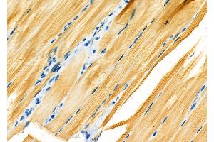 ABIN6262730 and ABIN6266734 at 1/100 staining Rat pancreatic tissue by IHC-P. (Adenylate Kinase 1 抗体  (Internal Region))
