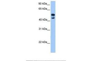 Image no. 1 for anti-Deformed Epidermal Autoregulatory Factor 1 (Drosophila) (DEAF1) (AA 38-87) antibody (ABIN6737874) (DEAF1 抗体  (AA 38-87))