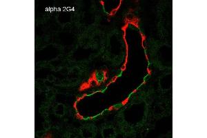Immunohistochemistry analysis using Mouse Anti-ENaC alpha Monoclonal Antibody, Clone 2G4 . (SCNN1A 抗体  (AA 46-68) (Atto 390))