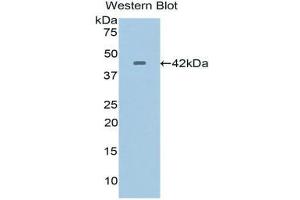 Western Blotting (WB) image for anti-Crystallin, lambda 1 (CRYL1) (AA 24-232) antibody (ABIN3201770) (CRYL1 抗体  (AA 24-232))