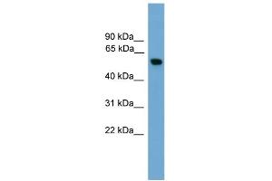 WB Suggested Anti-PKM2 Antibody Titration: 0. (PKM2 抗体  (Middle Region))