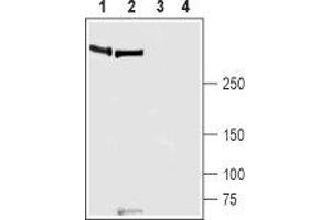 Western blot analysis of rat lung (lanes 1 and 3) and mouse lung (lanes 2 and 4) lysates: - 1,2. (PIEZO1 抗体  (AA 1863-1876))