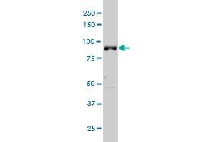 Western Blotting (WB) image for anti-Aryl Hydrocarbon Receptor Nuclear Translocator (ARNT) (AA 1-110) antibody (ABIN559953)