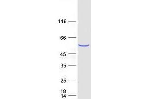 Validation with Western Blot (NSUN6 Protein (Myc-DYKDDDDK Tag))