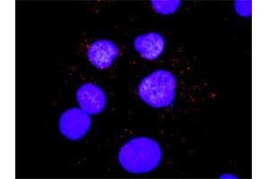 Proximity Ligation Analysis of protein-protein interactions between PIK3R1 and SHC1. (PIK3R1 抗体  (AA 1-424))