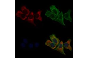 ABIN6264832 and ABIN6279043 staining Hela cells by IF/ICC. (RPL27 抗体  (Internal Region))