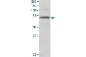 RANGAP1 polyclonal antibody  staining (0. (RANGAP1 抗体)