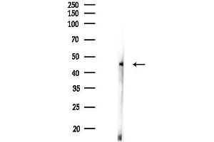 Western blot analysis of lysates from Mouse lung, using Caspase 1 Antibody at 1/1000 dilution.