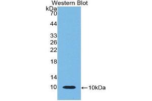 Western Blotting (WB) image for anti-beta-Thromboglobulin (beta-TG) (AA 46-107) antibody (ABIN1858178) (beta-Thromboglobulin 抗体  (AA 46-107))
