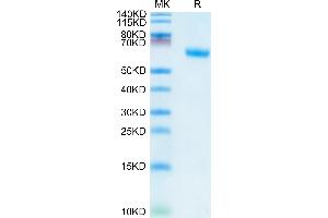 Human TNFR1 on Tris-Bis PAGE under reduced condition. (TNFRSF1A Protein (AA 30-211) (Fc Tag))