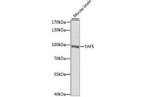 Western blot analysis of extracts of mouse brain, using TAF5 antibody. (TAF5 抗体  (AA 656-800))