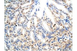 E2f7 antibody was used for immunohistochemistry at a concentration of 4-8 ug/ml to stain Epithelial cells of fundic gland (arrows) in Mouse Stomach. (E2F7 抗体  (N-Term))