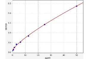 Endothelin 2 ELISA 试剂盒