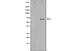 Western blot analysis of NIH-3T3 cell lysate, using EIF4B Antibody. (EIF4B 抗体  (Internal Region))