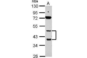 WB Image Sample (30 ug of whole cell lysate) A: HepG2 10% SDS PAGE antibody diluted at 1:1000