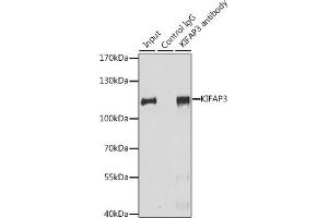 Immunoprecipitation (IP) image for anti-Kinesin Associated Protein 3 (KIFAP3) (AA 1-200) antibody (ABIN1680591)
