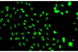 Immunofluorescence analysis of A-549 cells using HMG20A Polyclonal Antibody (HMG20A 抗体)