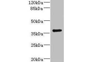 Western blot All lanes: VSX1 antibody IgG at 2. (VSX1 抗体  (AA 1-170))