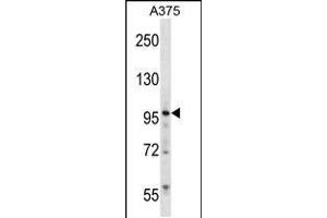 Western blot analysis in A375 cell line lysates (35ug/lane). (ZNF541 抗体  (AA 737-765))