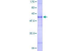 FAIM2 Protein (AA 1-316) (GST tag)